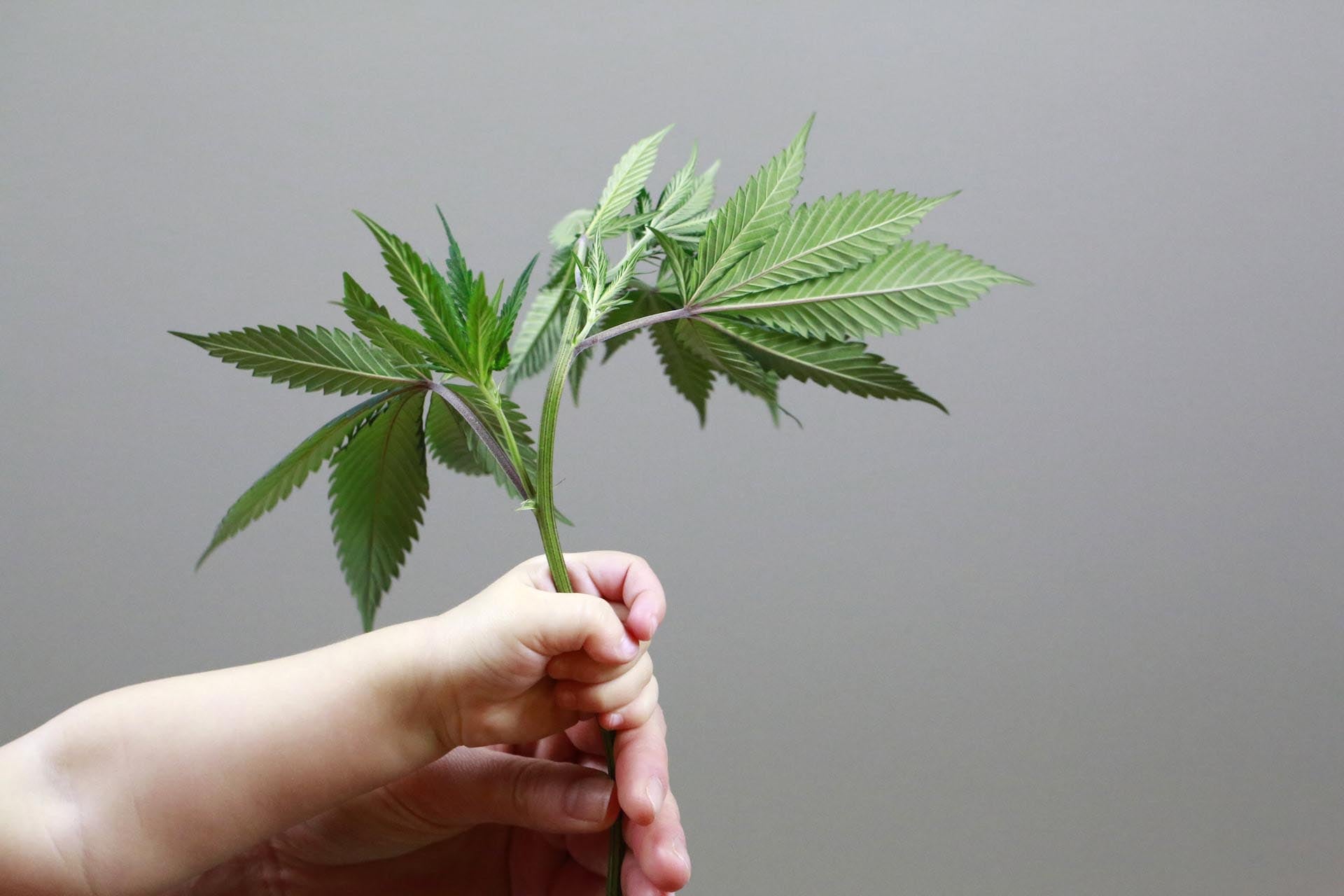 How To Store CBD Oil: Tips to Making It Last Longer