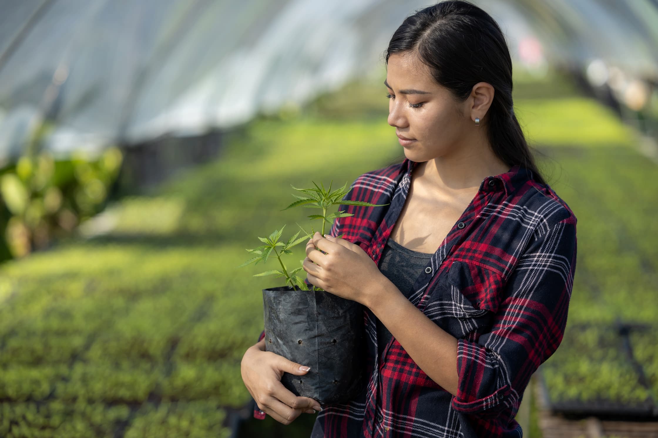 Is CBD Oil Addictive? Everything You Should Know
