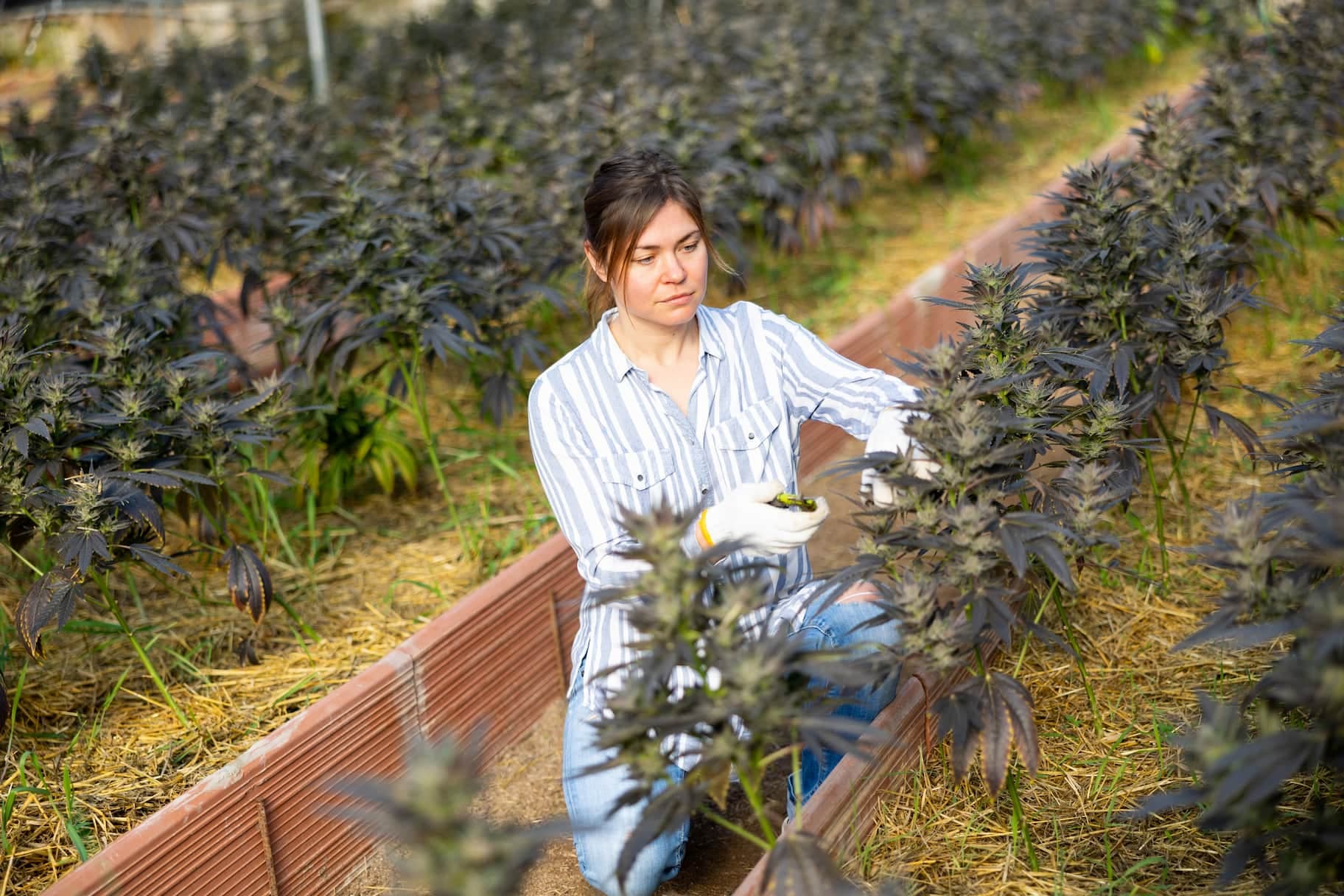 CBD Isolate vs. Full Spectrum CBD: A Helpful Guide