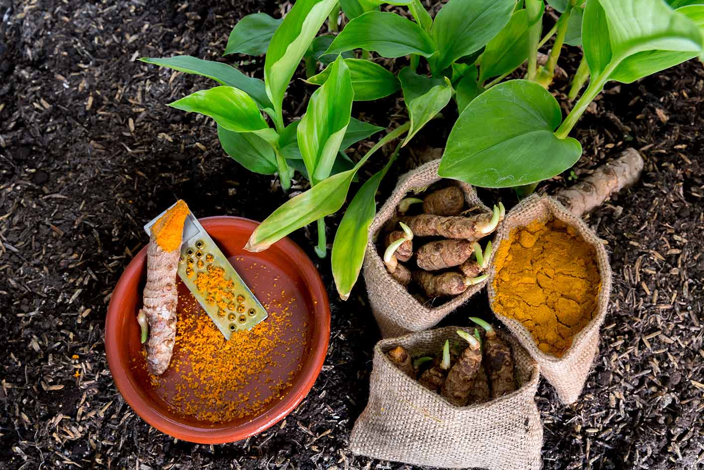 CBD & Turmeric: A Winning Combination