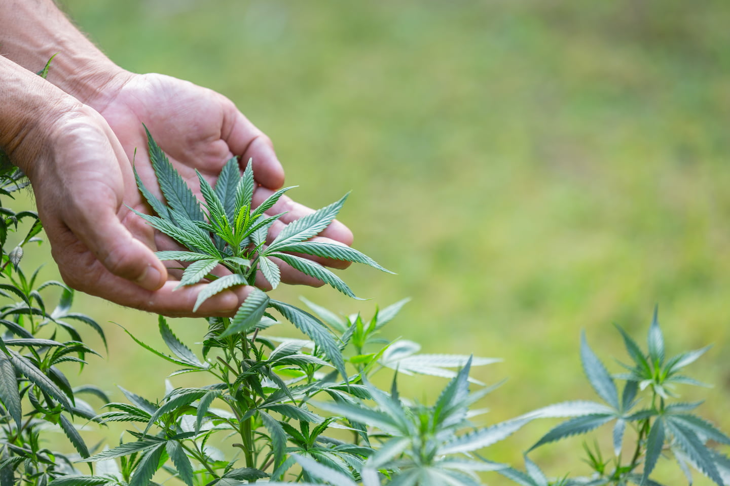 Unlocking the Power of Hemp: Exploring its Health Benefits