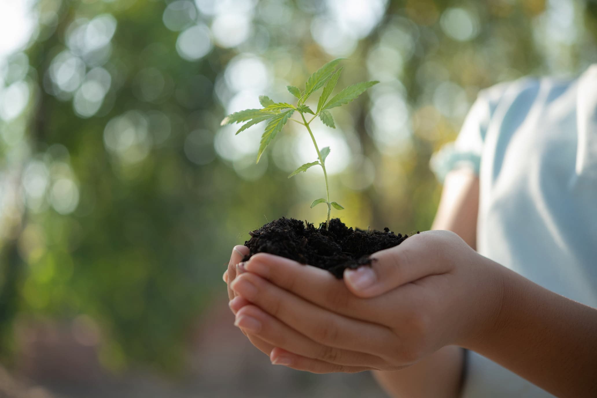 Growing Your Own Hemp: An Aspiring Green Thumb's Guide