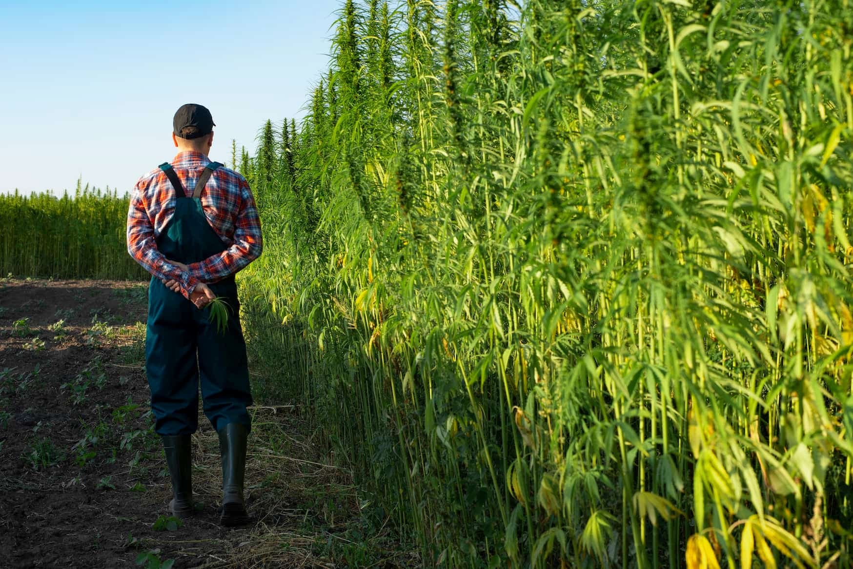 Hemp Facts: 8 Things You Probably Didn't Know