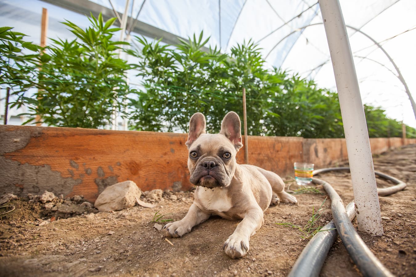 CBD For Pets: A Complete Guide