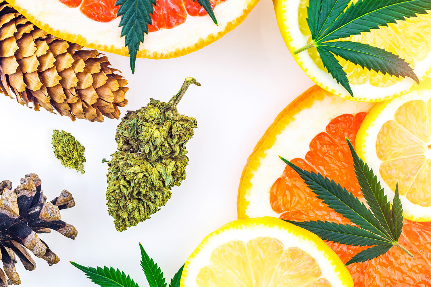 CBD Terpenes: What They Are and Their Benefits