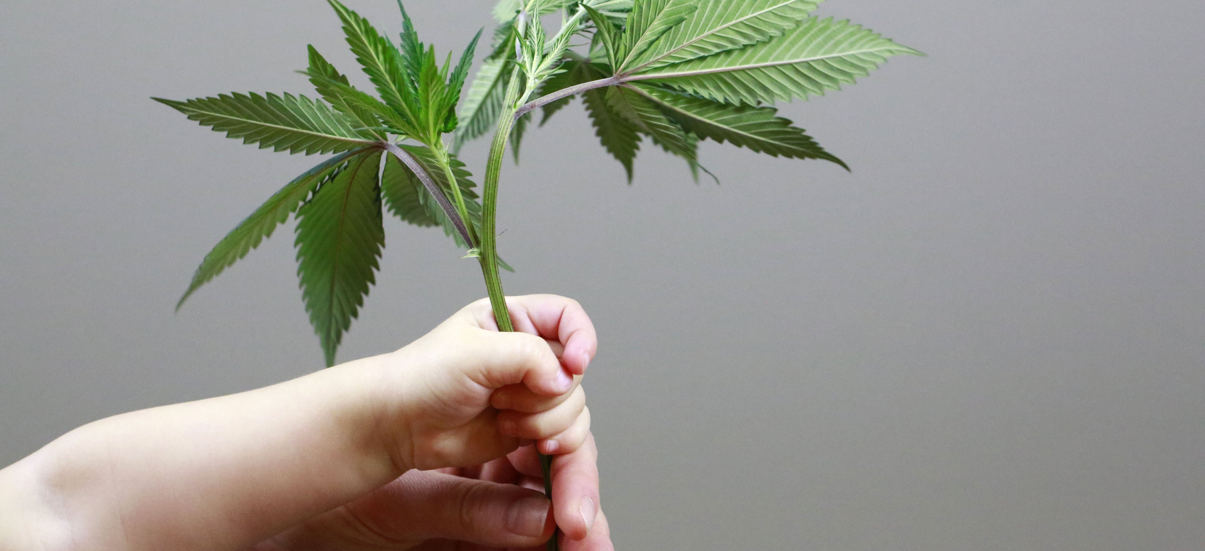 KID_HEMP_BANNER.jpg